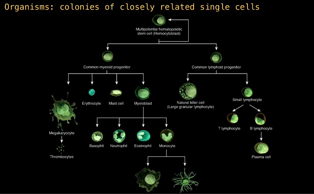 organisms